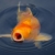 sera 07130 KOI ROYAL LARGE 21 l - Hauptfutter für große KOI - hochwertige, schwimmfähige Pellets in 6 mm - 4