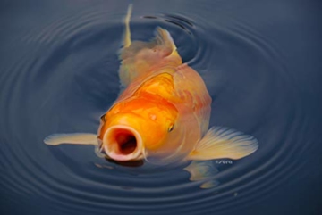 sera KOI Royal medium (4 mm) ein Koifutter bzw. Hauptfutter für die optimale Entwicklung von Koi von 12- 25cm mit Präbiotika für verbesserte Futterverwertung, geringere Wasserbelastung & weniger Algen - 7