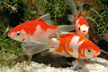 Sera Pond Granulat 3.8 L, 1er Pack (1 x 3.8 l) - 5