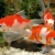 Sera Pond Granulat 3.8 L, 1er Pack (1 x 3.8 l) - 5