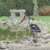 Gardigo Reiher Figur | Gartenfigur zur Reiher Abwehr, mit Erdspieß für sicheren Halt | Schutz gegen Fischreiher - 9