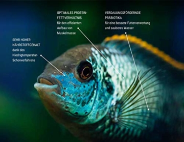 Tetra Pro Colour Premiumfutter (Flockenfutter für alle tropischen Zierfische, Fischfutter mit Farbkonzentrat für schöne, farbenprächtige Fische), verschiedene Größen erhältlich - 5